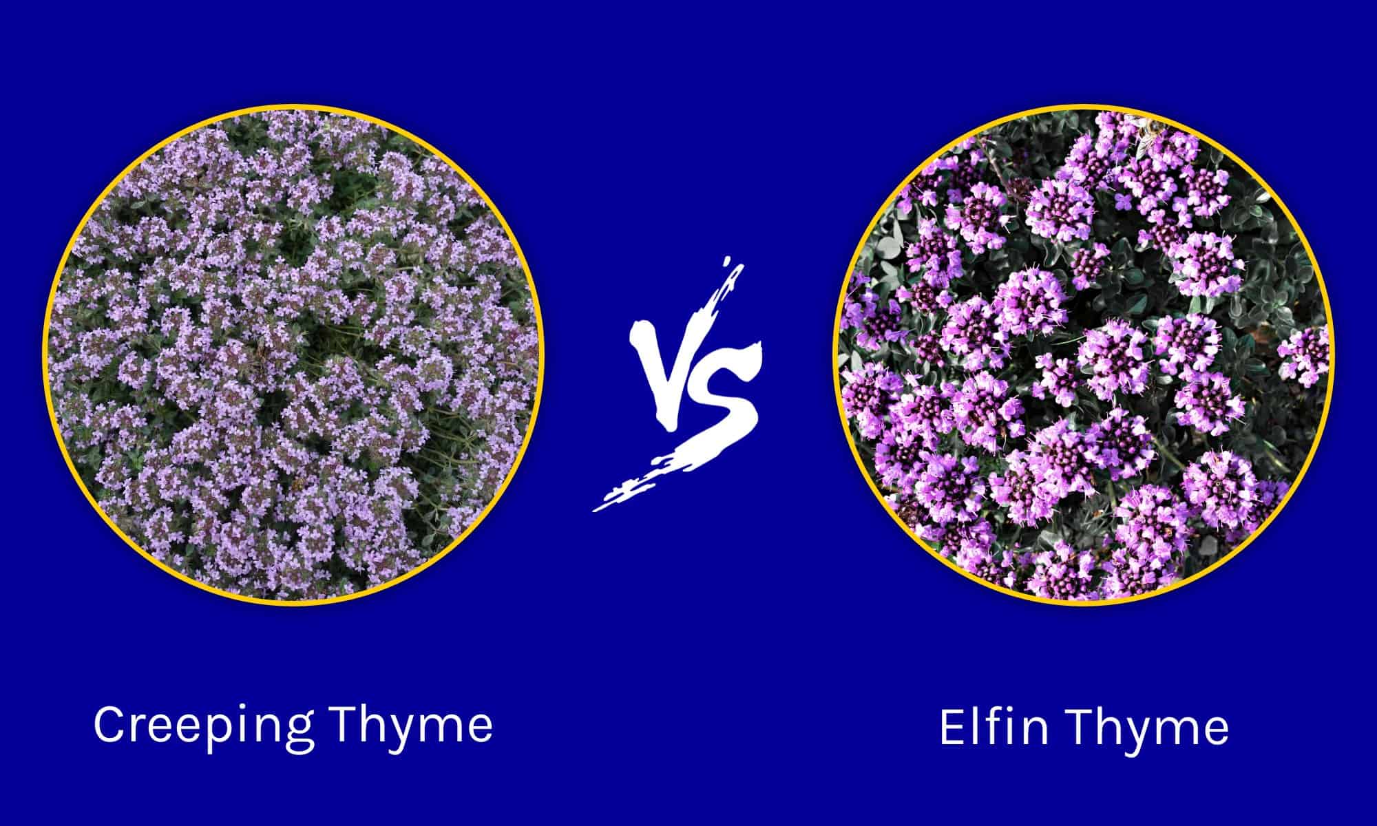 Timo rampicante contro timo elfico: sono la stessa cosa?