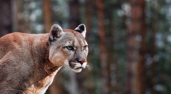 Leoni di montagna in West Virginia: vagano ancora?
