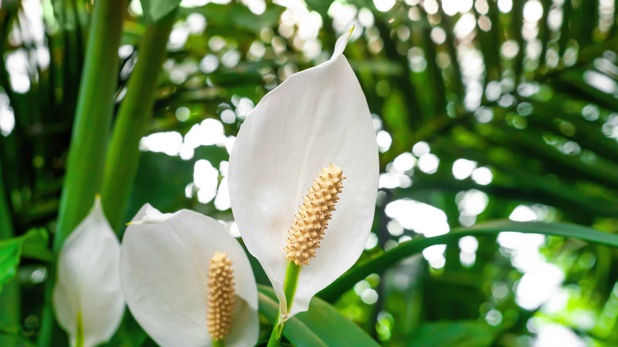 Crescere un giglio di pace all'aperto