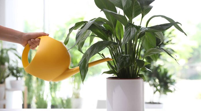 Quante volte annaffiare il giglio della pace e altri suggerimenti
