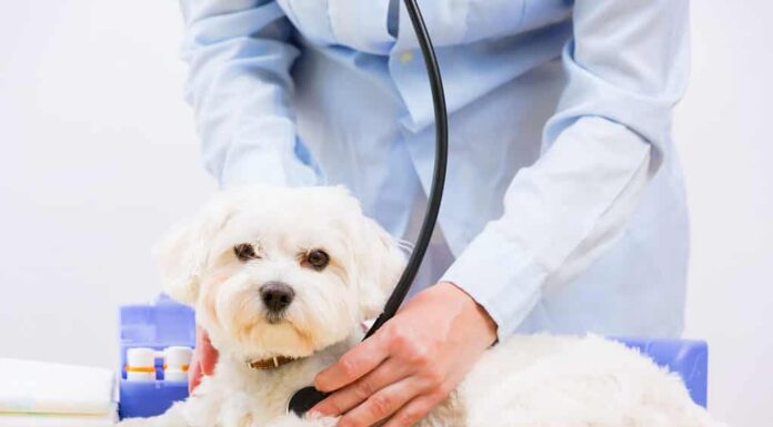 4 tipi di calcoli alla vescica nei cani: cosa devi sapere
