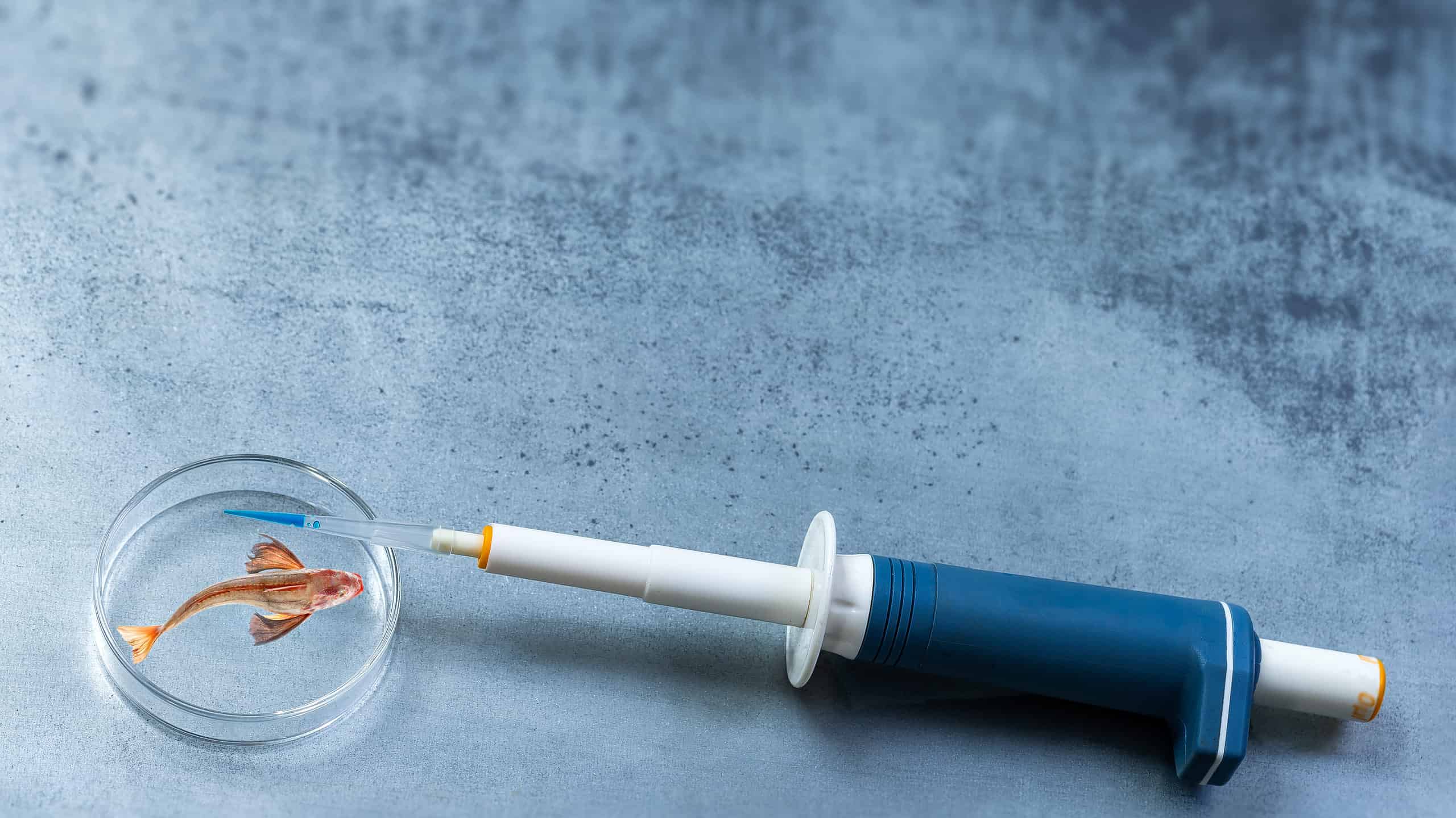 Animali transgenici: 9 animali che sono stati geneticamente modificati