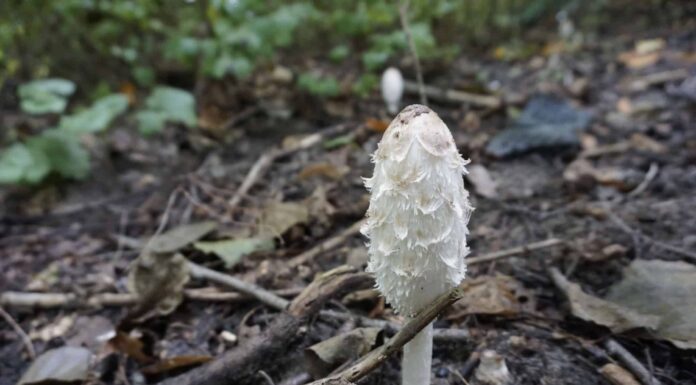 Funghi Shaggy Mane: una guida completa
