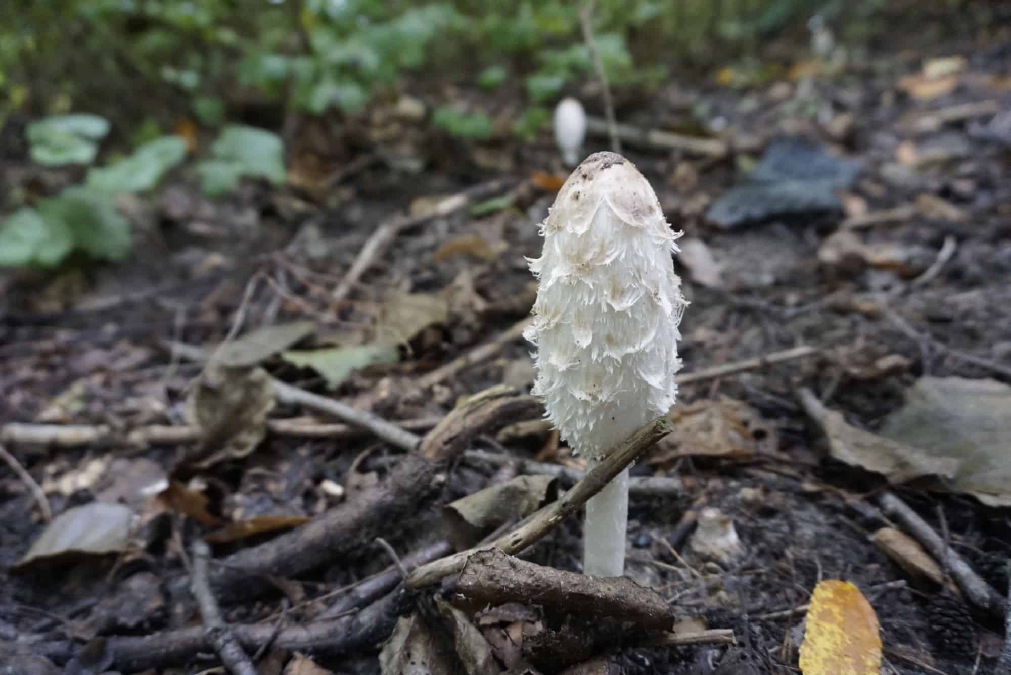 Funghi Shaggy Mane: una guida completa
