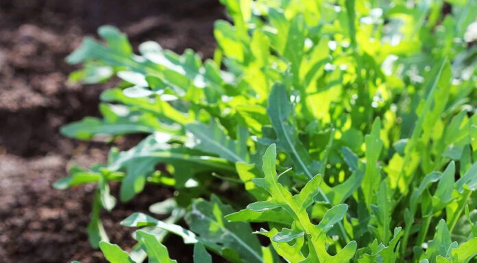 Cosa piantare a gennaio: la guida completa
