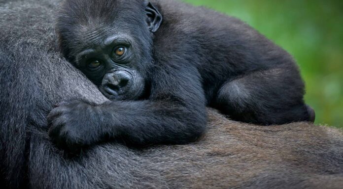 Guarda due giovani gorilla che giocano a litigare, poi arriva papà
