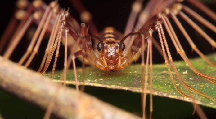 Guarda una piccola preda di centopiedi su un enorme ragno
