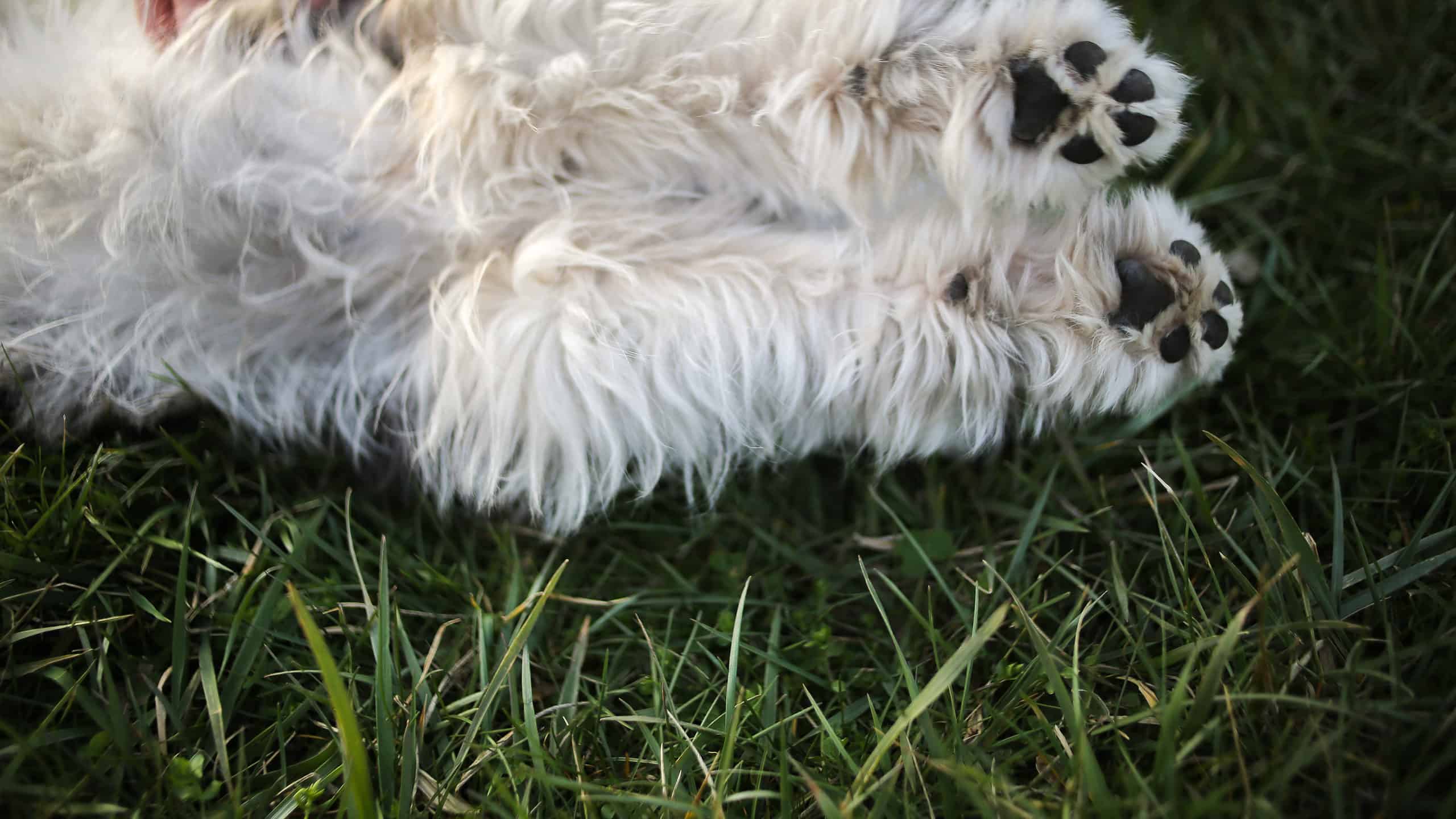 Aussiedoodles capannone?