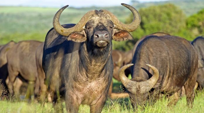 10 animali che producono latte (diversi dalle mucche)
