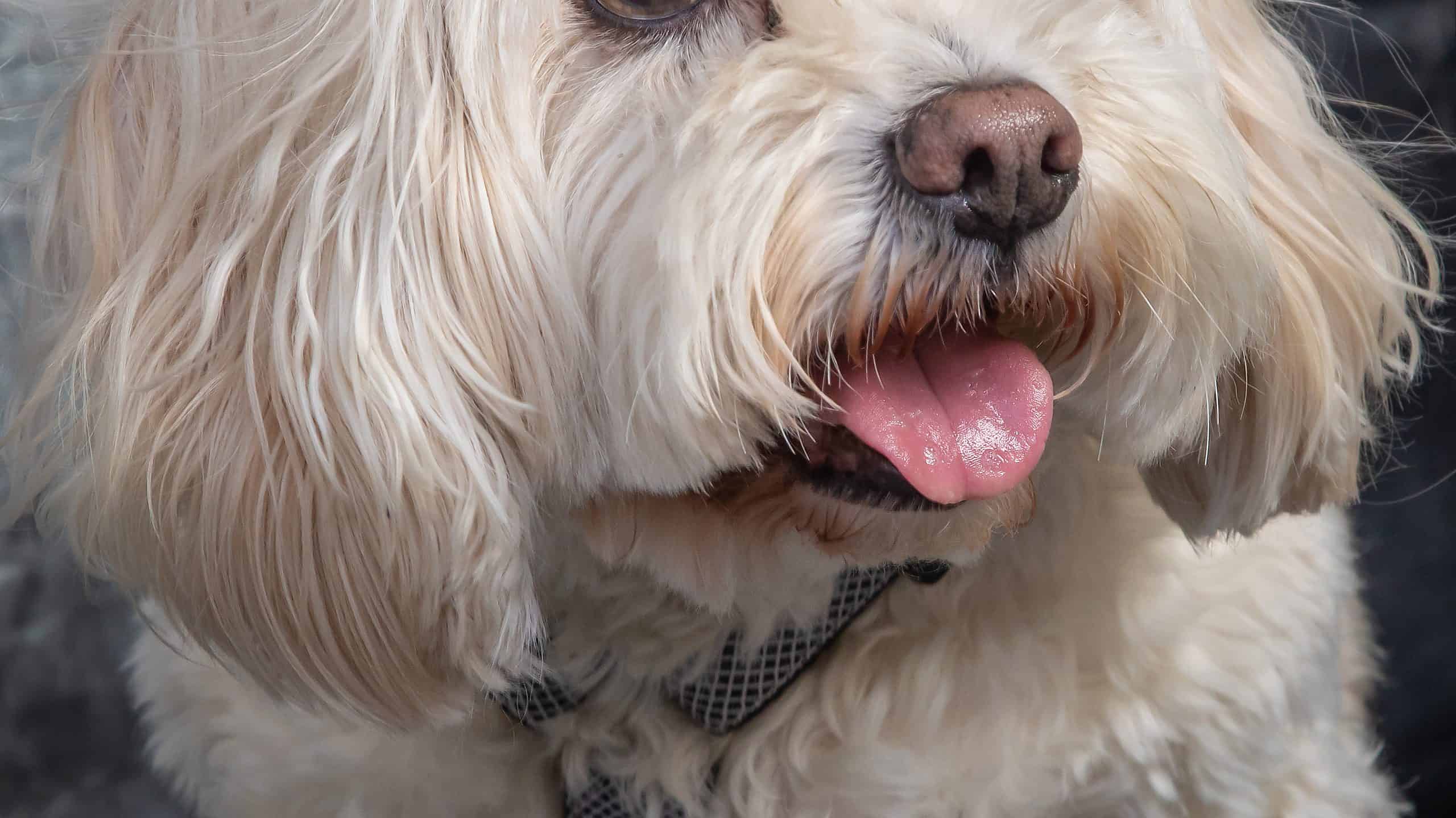 10 cani di piccola taglia che non perdono il pelo