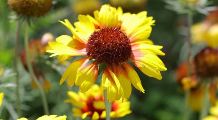 10 piante native in Florida
