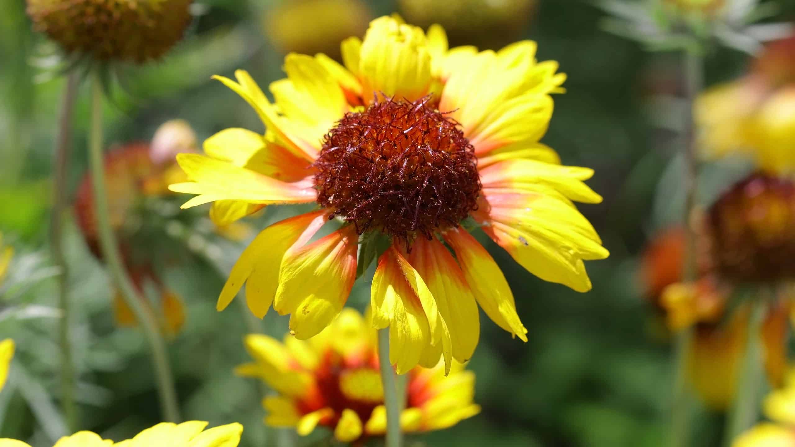 10 piante native in Florida