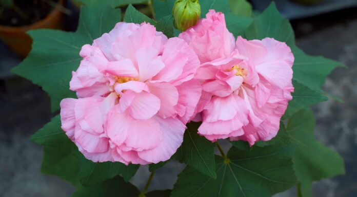 I 10 migliori ibisco perenni che tornano ogni anno
