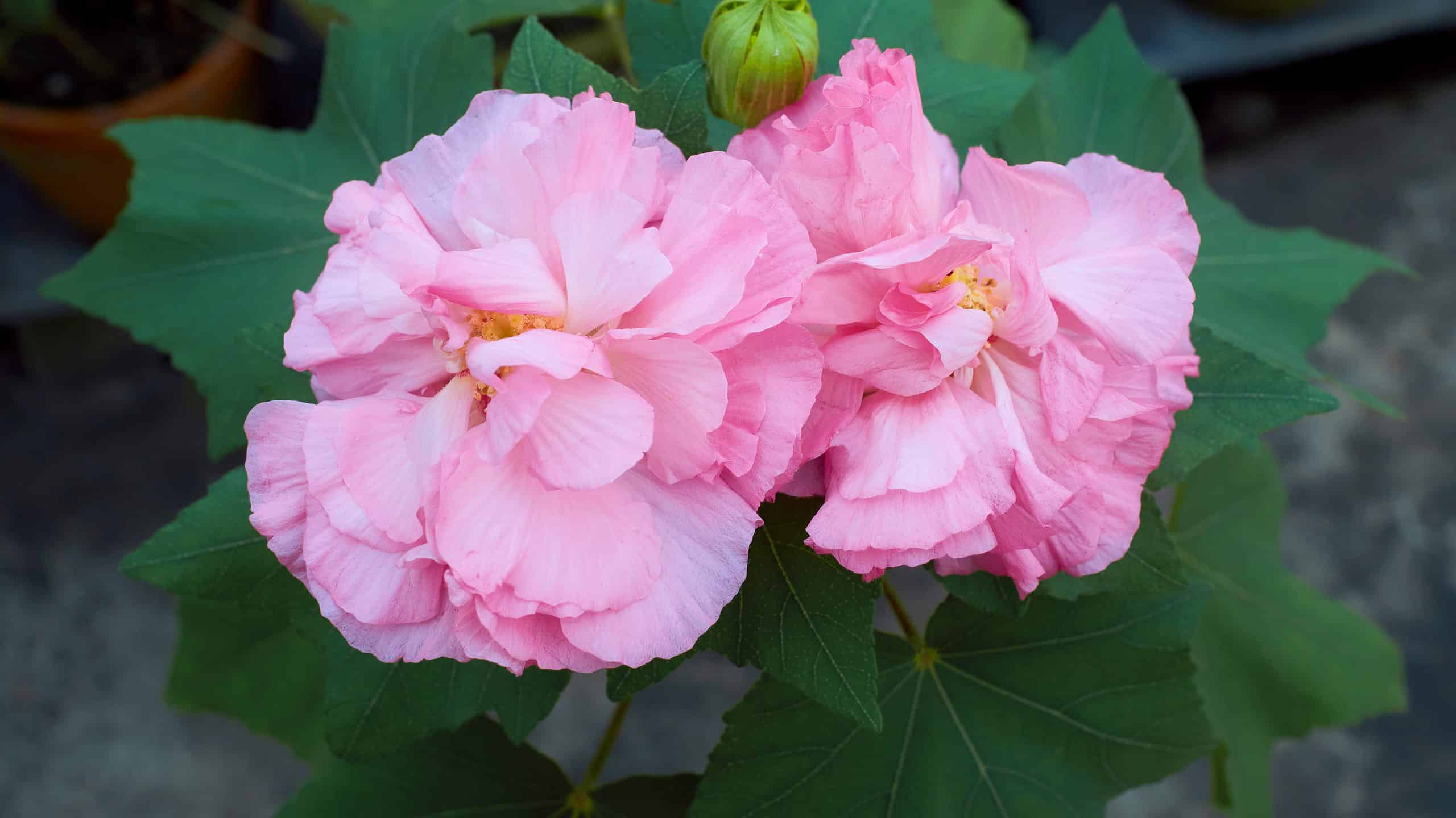 I 10 migliori ibisco perenni che tornano ogni anno