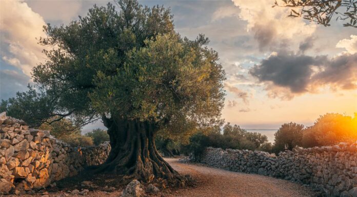 Scopri gli ulivi più antichi del mondo
