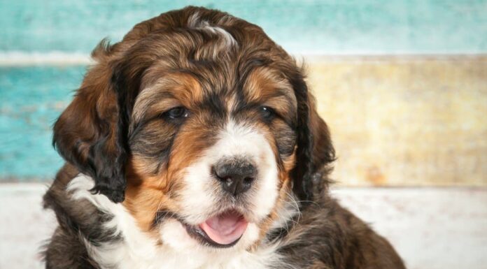 Bernedoodles capannone?
