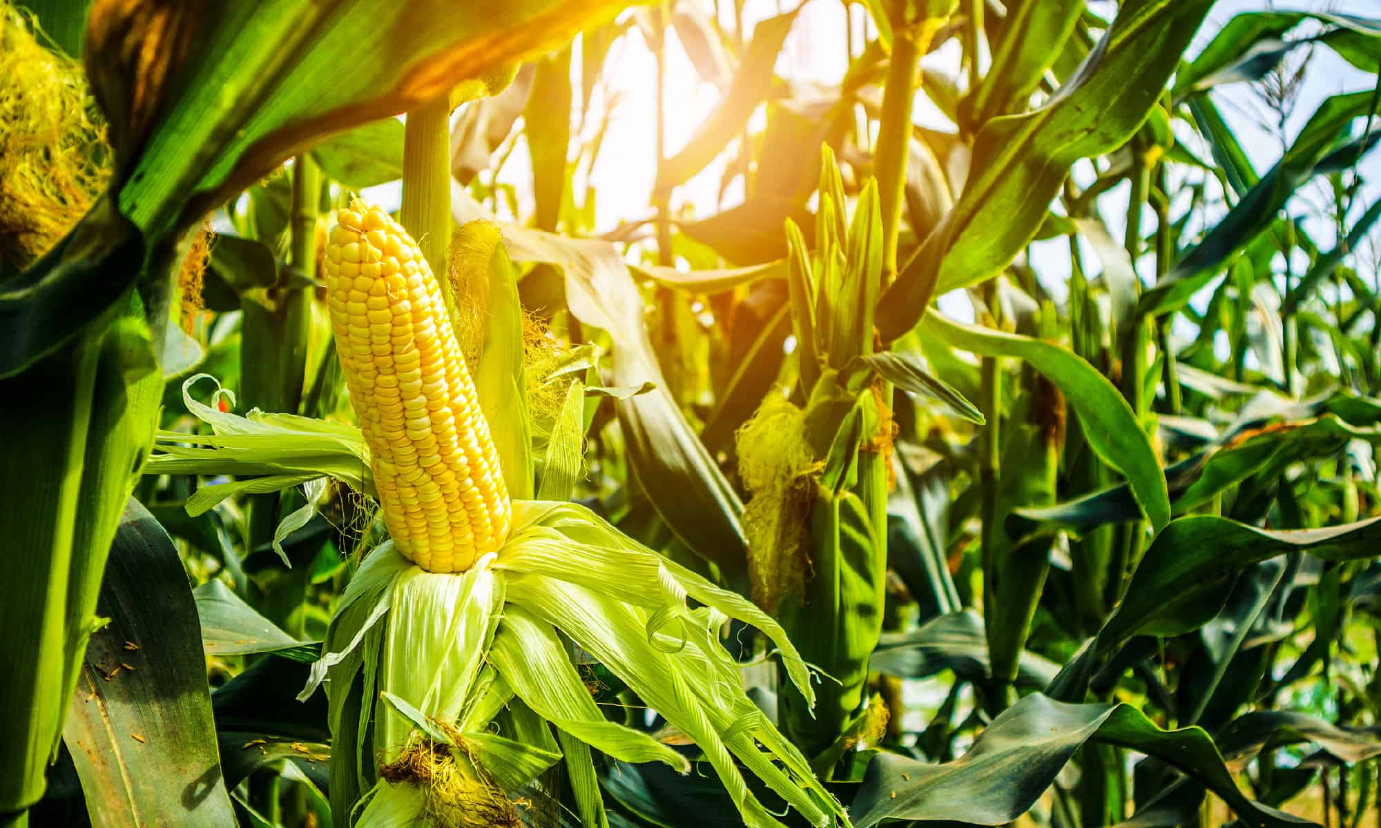 I cani possono mangiare pannocchie di mais?