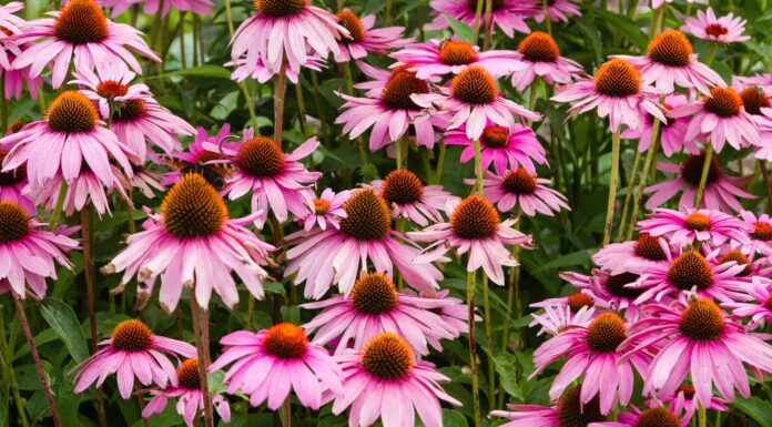 9 piante autoctone in Kentucky
