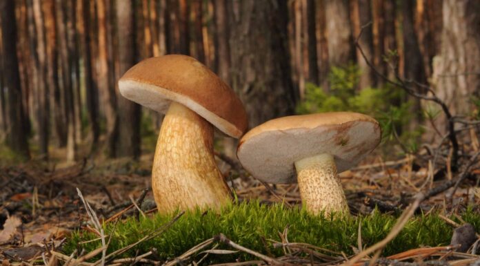 Tipi di funghi porcini
