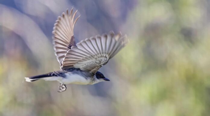 Quali animali viventi sono strettamente imparentati con i dinosauri oggi?
