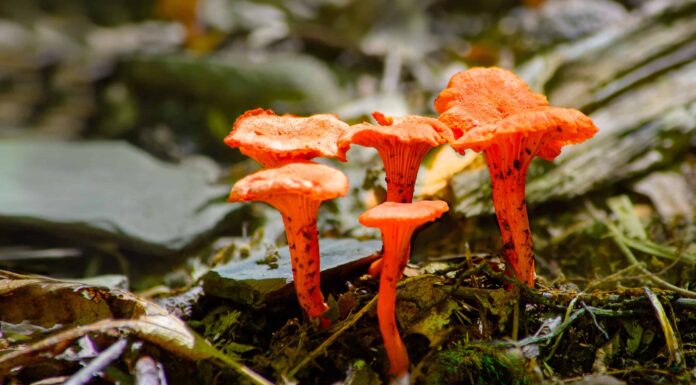 Funghi finferli: una guida completa
