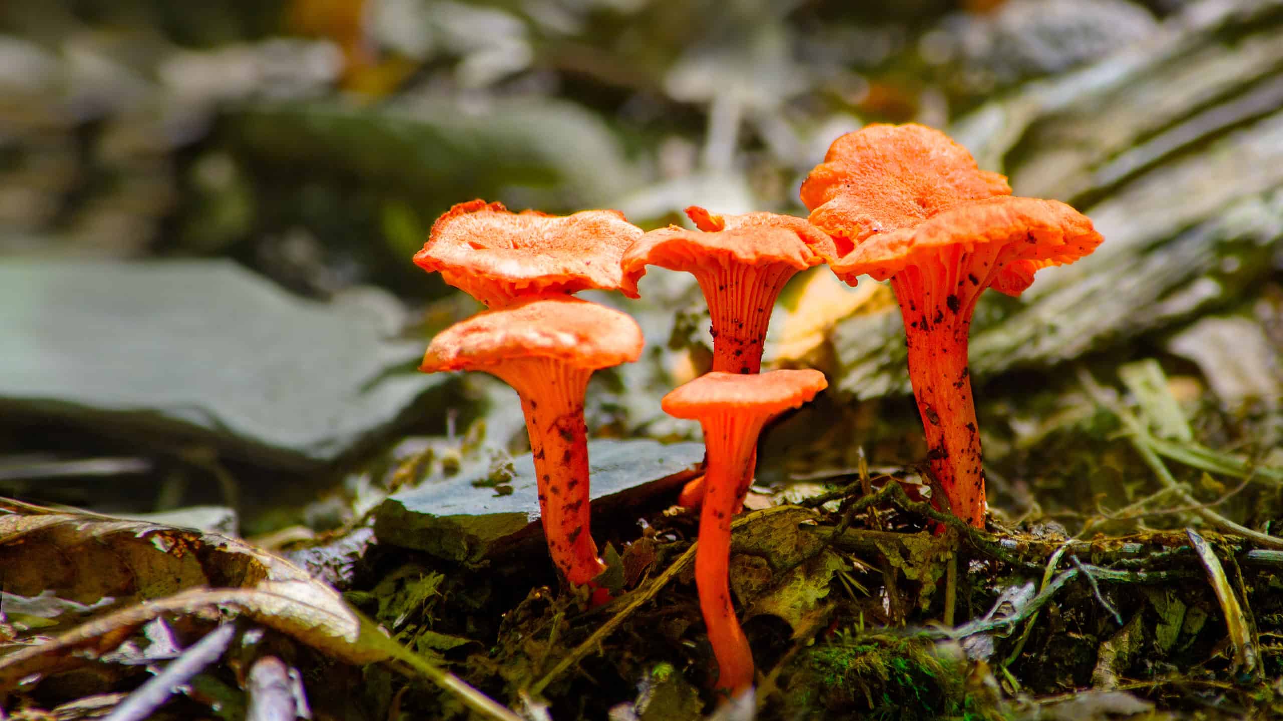 Funghi finferli: una guida completa