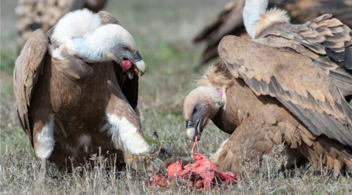 Animali spazzini: 11 animali che si nutrono di resti di animali
