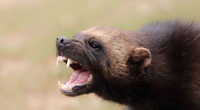 Guarda una renna combattere un feroce Wolverine in una bufera di neve
