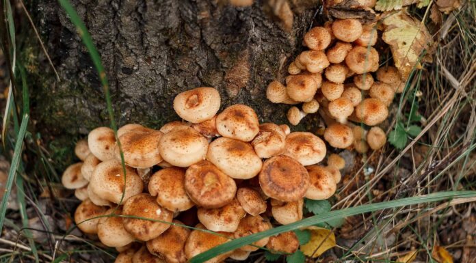 Funghi al miele: una guida completa
