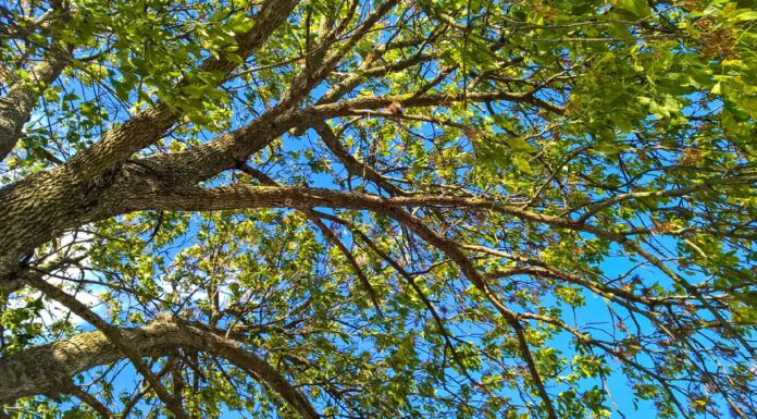 9 piante autoctone in Alabama
