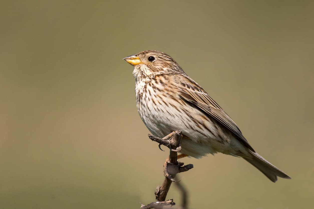 Corn Bunting (Miliaria calandra) is sitting on a beautiful background