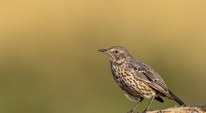 A The Best Nest Boxes Birds Will Actually Use for 2022