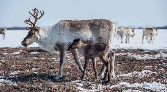 5 mitici animali natalizi
