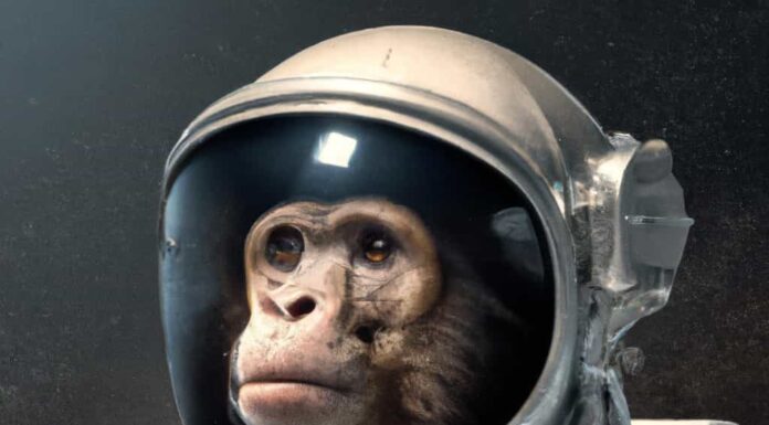 Scopri cosa è successo a "Ham", il primo scimpanzé lanciato nello spazio

