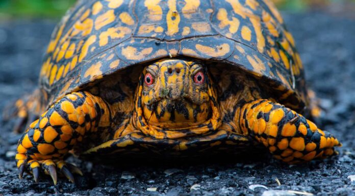 Dove vanno le tartarughe scatola in inverno?
