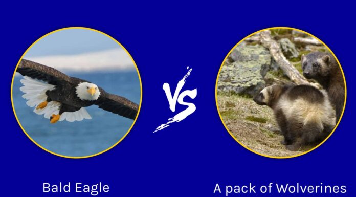 Battaglie epiche: Aquila calva contro un branco di ghiottoni
