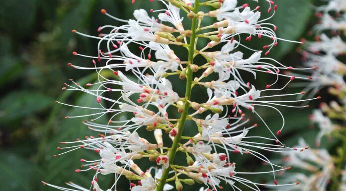 11 piante autoctone in Georgia
