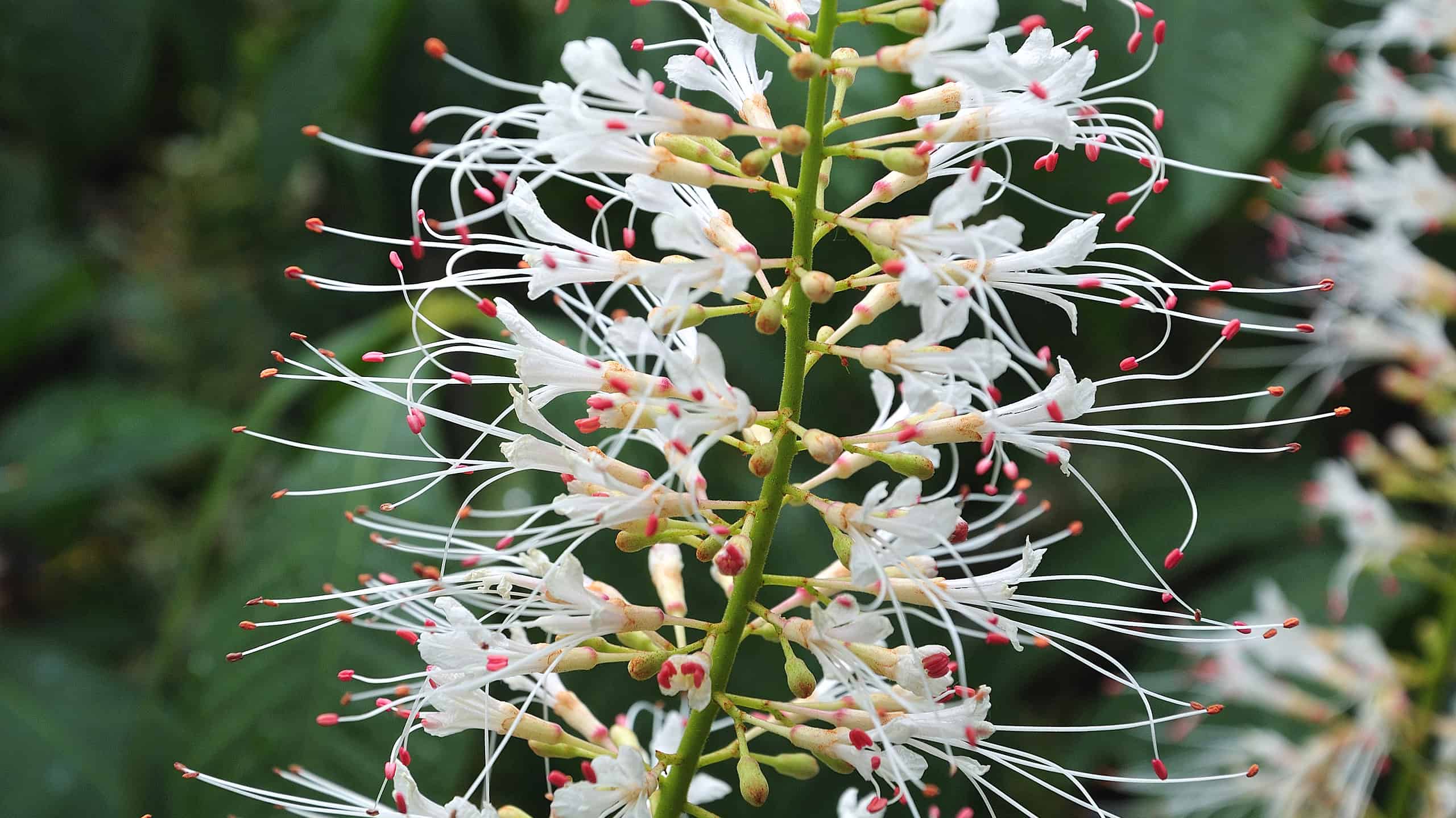 11 piante autoctone in Georgia