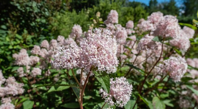 11 piante autoctone nel Delaware
