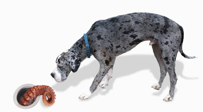 I cani possono mangiare i calamari?
