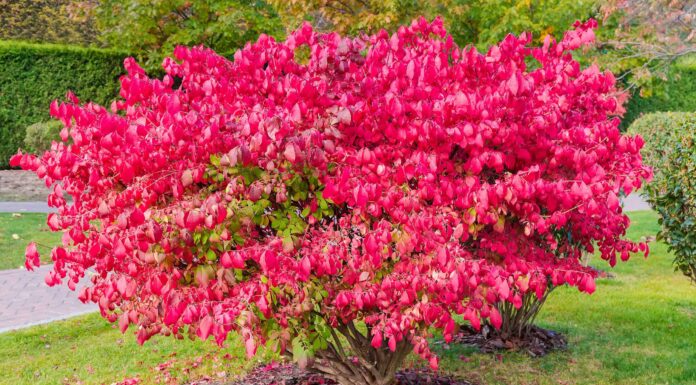 10 piante autoctone in Arkansas
