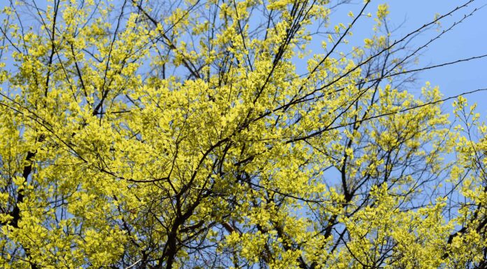 9 piante autoctone in Kansas
