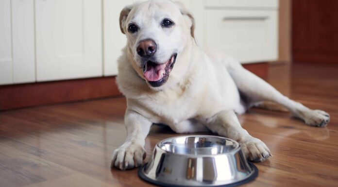 I cani possono mangiare i piselli dagli occhi neri?
