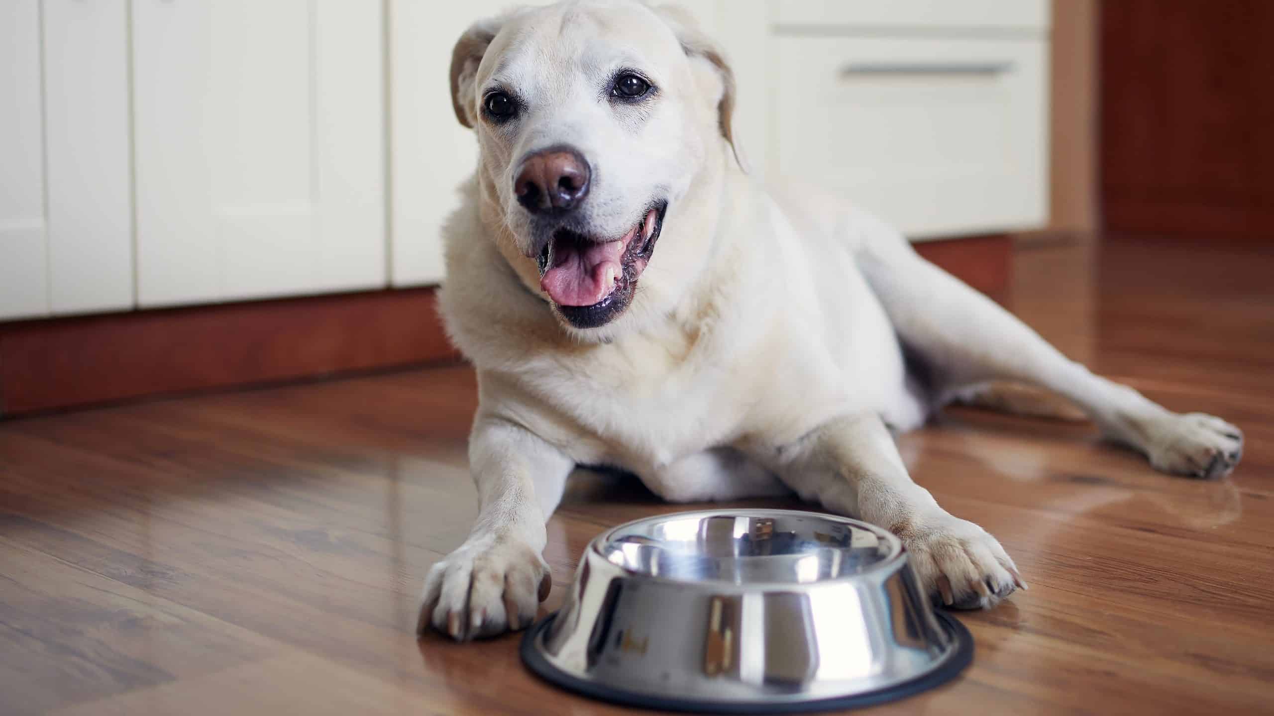 I cani possono mangiare i piselli dagli occhi neri?
