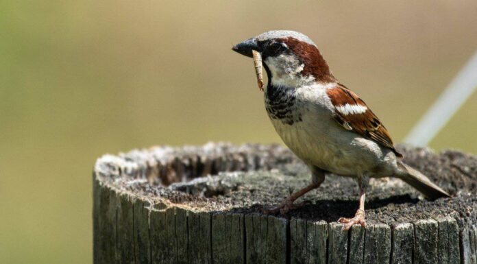 Il passero italiano: Uccello nazionale d'Italia

