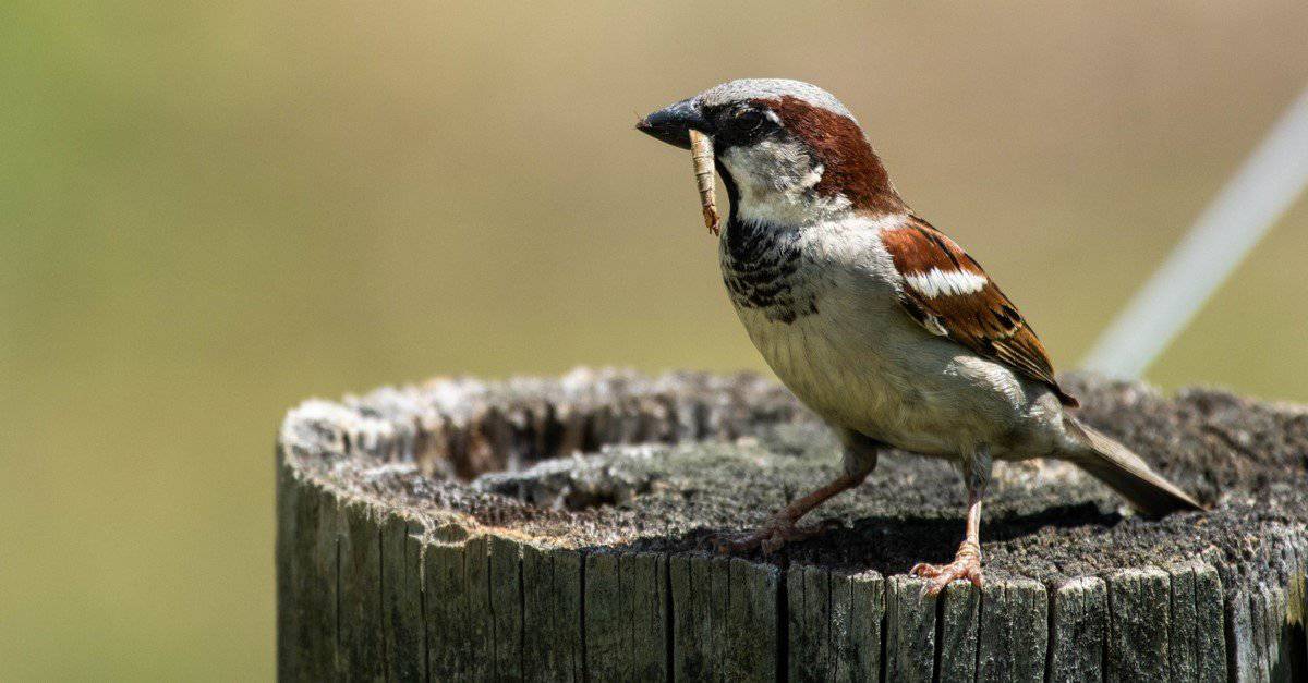 Il passero italiano: Uccello nazionale d'Italia