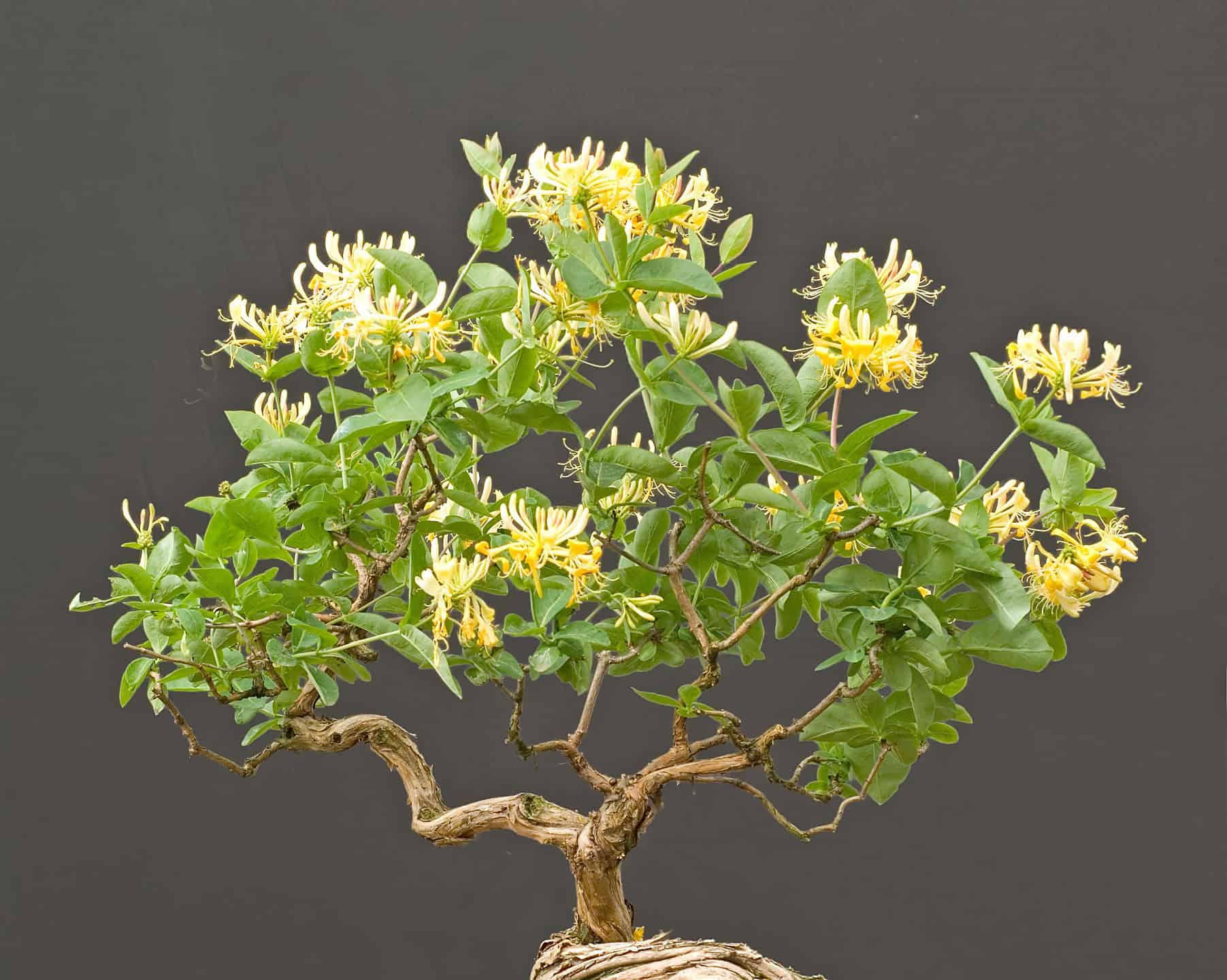 I 16 migliori alberi bonsai in fiore: profumati e belli!