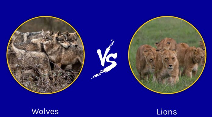 Battaglie epiche: 50 lupi contro un branco di leoni
