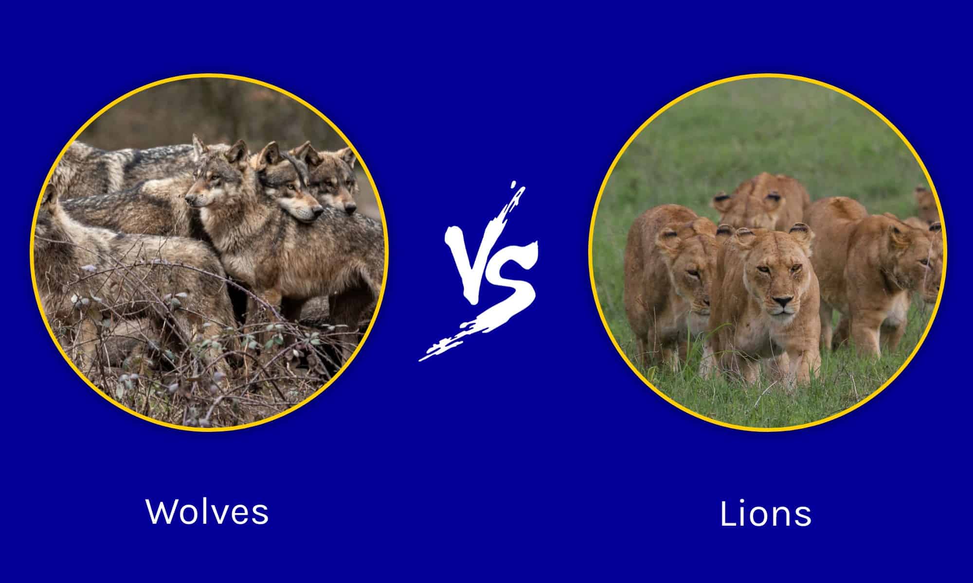 Battaglie epiche: 50 lupi contro un branco di leoni