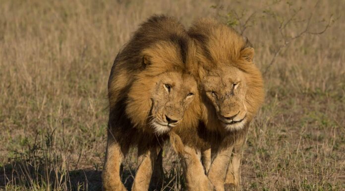 Guarda 3 enormi leoni che si sdraiano su una strada trafficata e provocano un ingorgo
